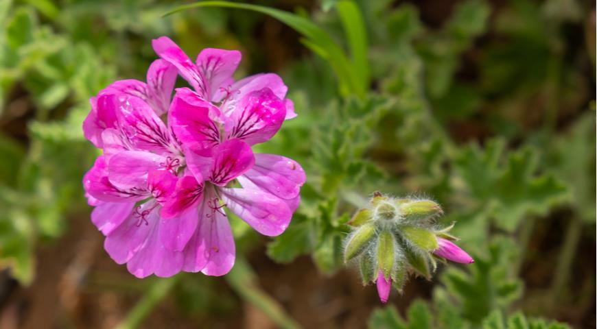 pelargonio limón