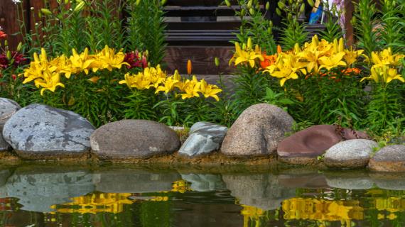 Цветочные выставки в июне: розы, пионы, ирисы - где будет очень красиво?