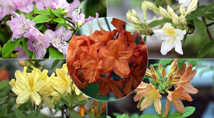 10 лучших зимостойких листопадных рододендрона для посадки на дачу