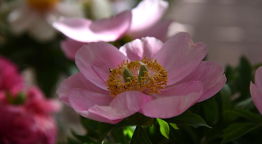 Розовые Сорта Пионов Фото