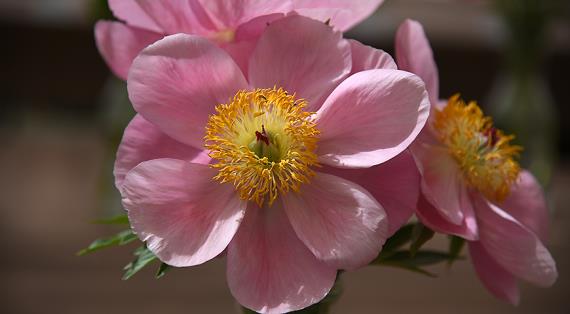 Назови цвет пиона и узнай свою судьбу!