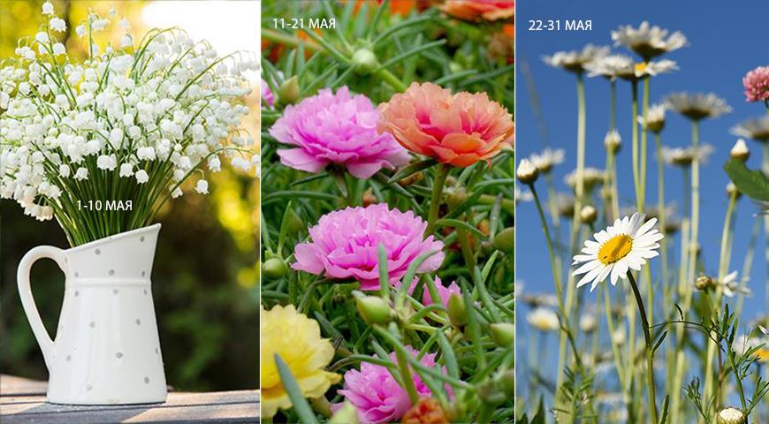 Цветочный гороскоп друидов по дате рождения на весь год, а вы какой цветок?