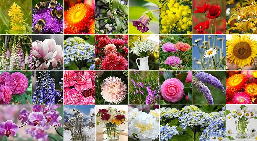 Цветочный гороскоп друидов по дате рождения: а вы какой цветок?