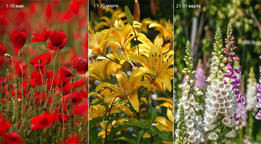 Цветочный гороскоп друидов по дате рождения на весь год, а вы какой цветок?