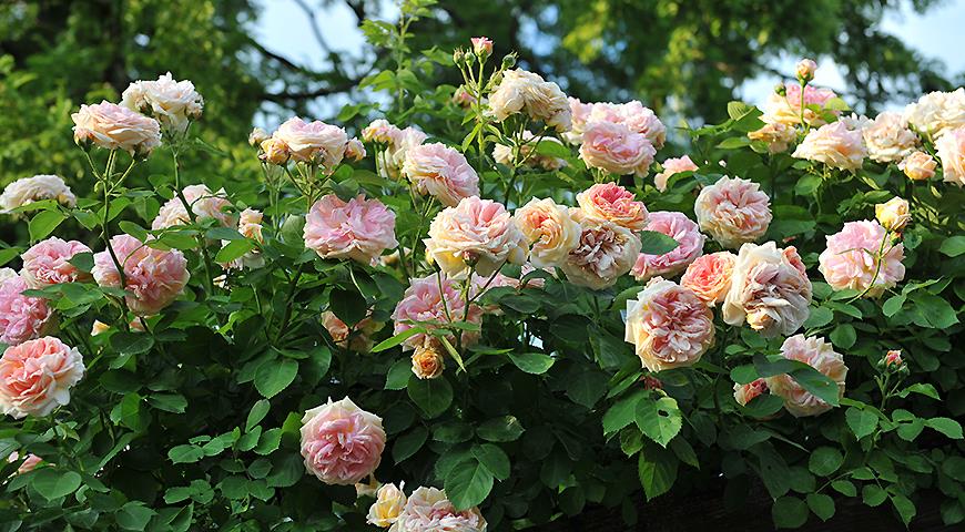 плетистая крупноцветковая роза