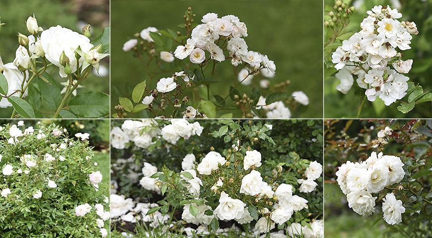 Белые розы - 30 лучших сортов с описанием и фото - садоводство и цветы