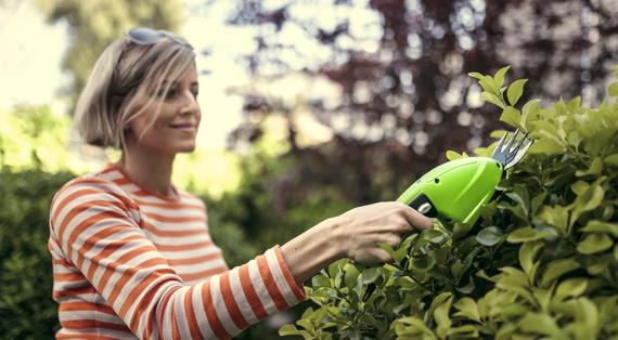 Искусство в саду: как обрезать хвойные растения