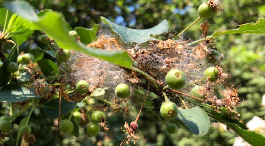 вредители яблони, Гнездо гусениц горностаевой моли