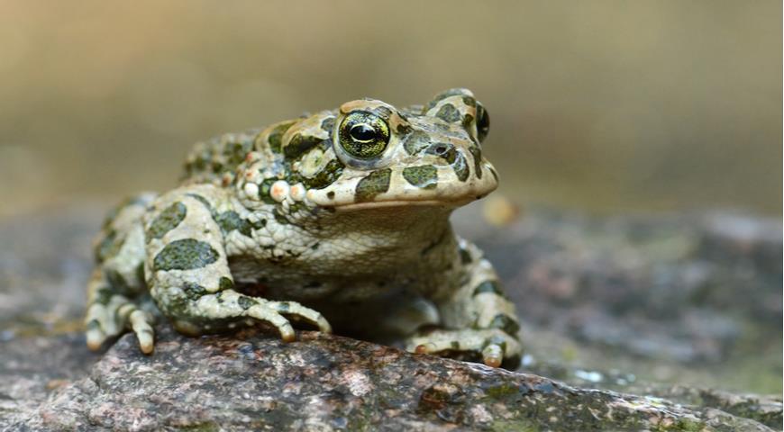 жаба зеленая