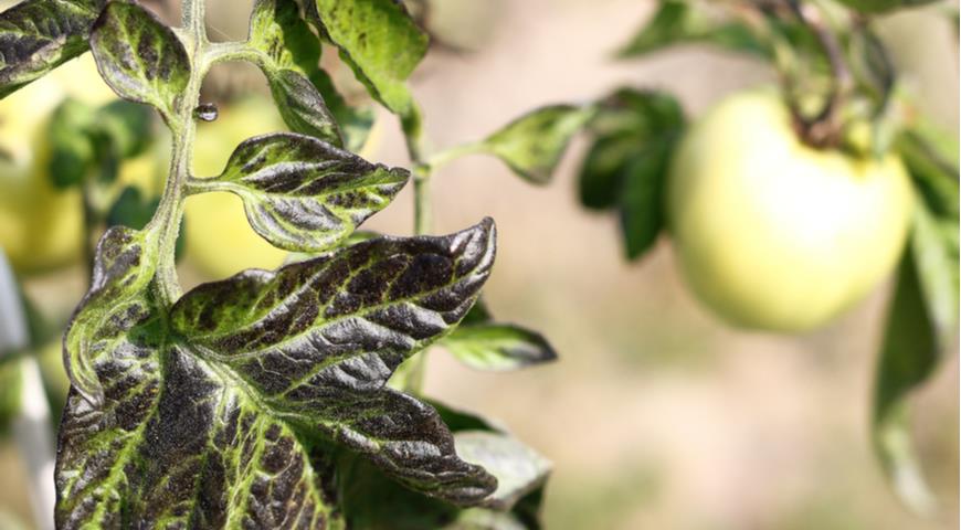 Недостаток определенных элементов питания тоже вызывает ситуацию, когда листва растений ведет себя странно. Разберем, чем подкормить помидоры, если скручиваются листья из-за этой проблемы.