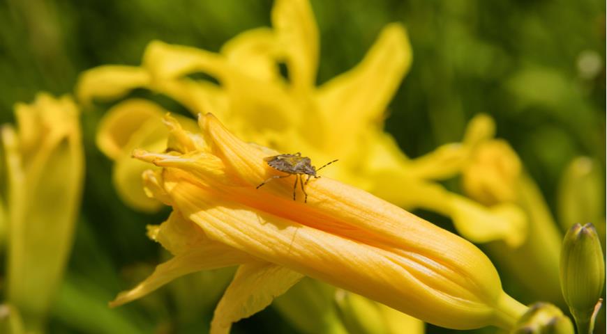 Щитник ягодный, клоп (Dolycoris baccarum)