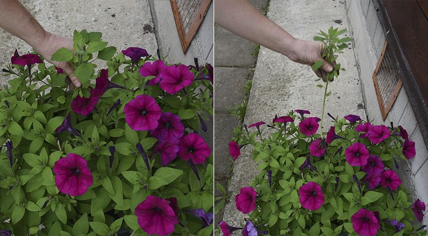 Що потрібно обов&#8217;язково зробити в липні з контейнерними квітами, щоб вони шикарно цвіли до осені