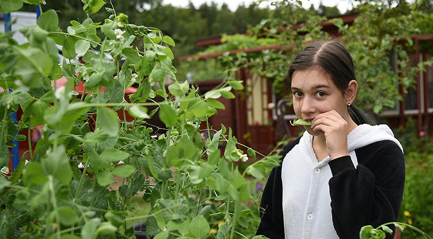 Что вы сажаете на огороде