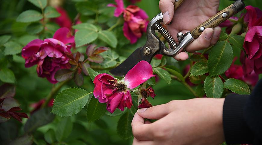 Как правильно обрезать плетистую розу в конце июля и зачем это делать +видео с обрезкой