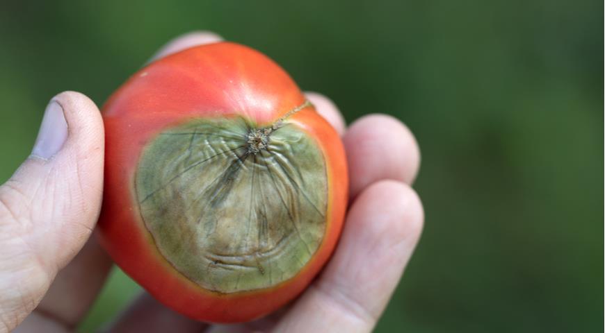 вершинная гниль помидоров