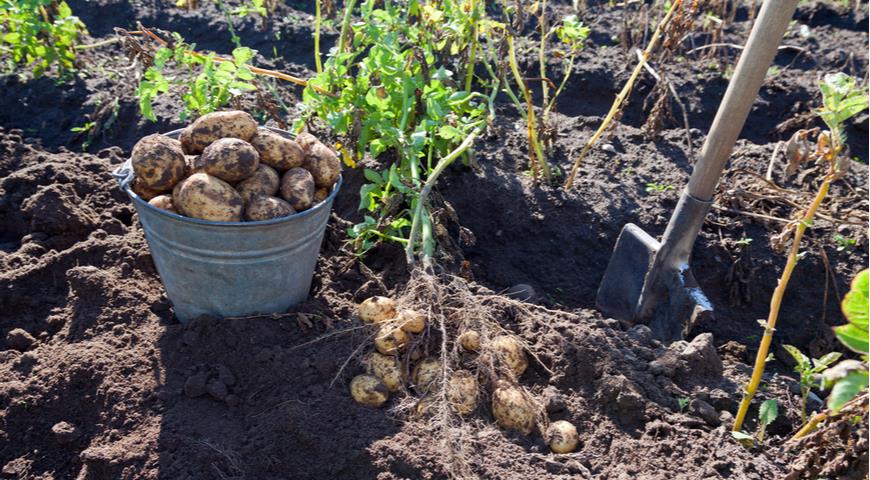уборка урожая картофеля