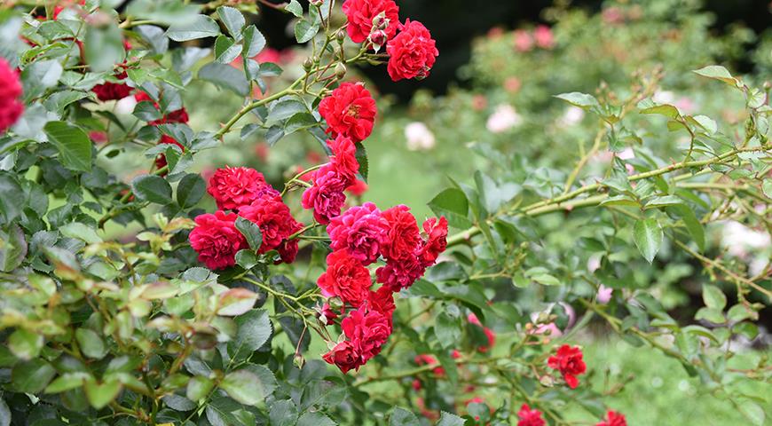 Красные розы для вашего сада: самые яркие, самые устойчивые и зимостойкие