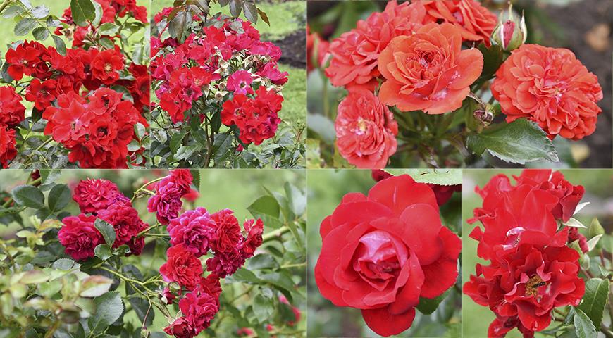 розы красные