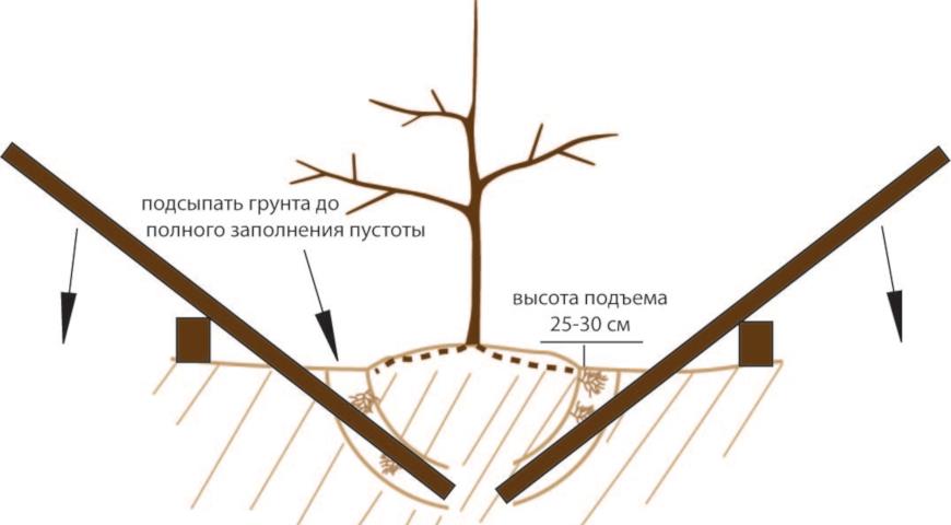 пересадка яблони