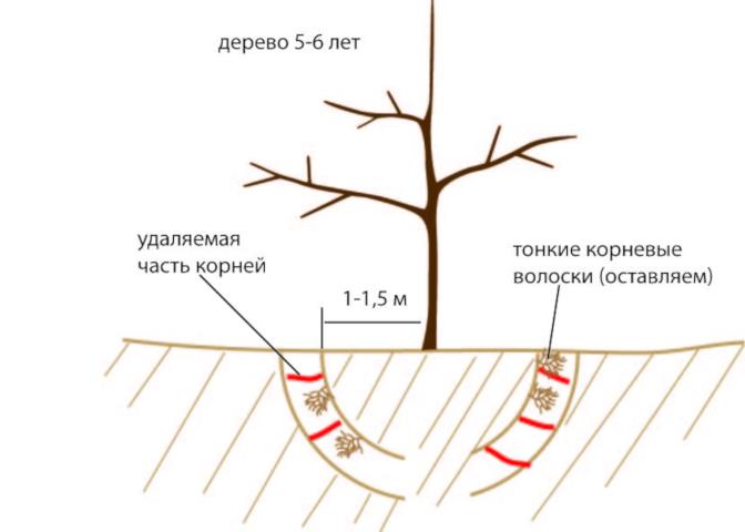 пересадка яблони