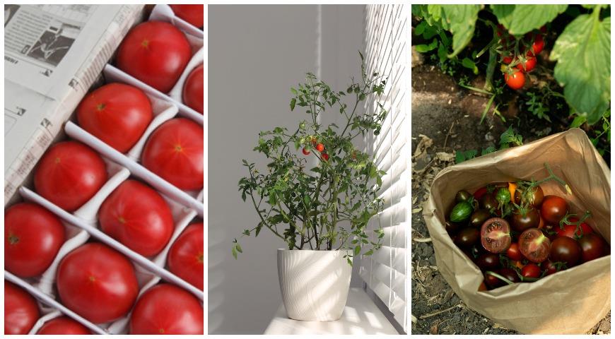 созревание зеленых помидоров