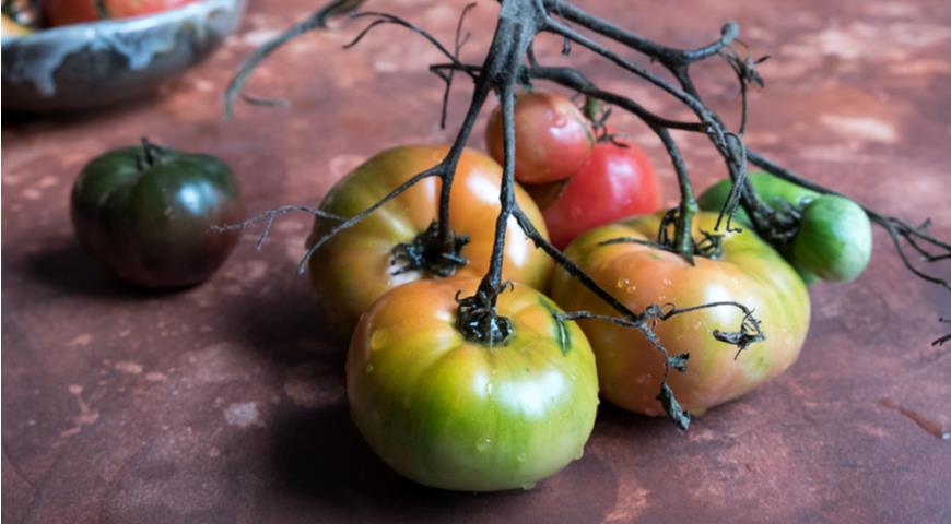 недозрелые помидоры что делать