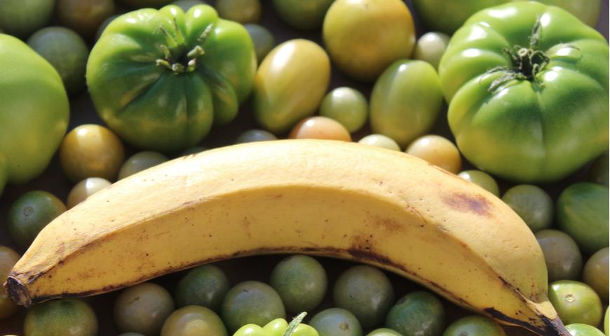 этилен, созревание томатов, зеленые помидоры и банан