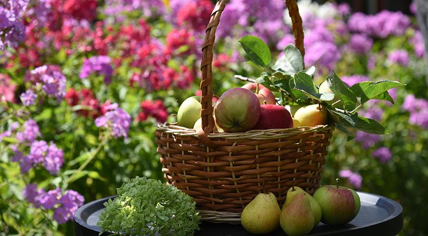 урожай яблок и груш