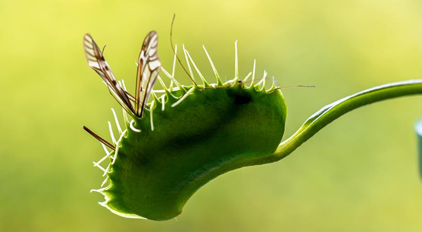 Загадочная и опасная венерина мухоловка - растение-хищник