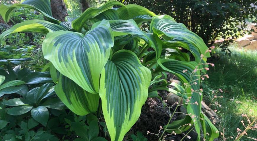 Hosta Montana