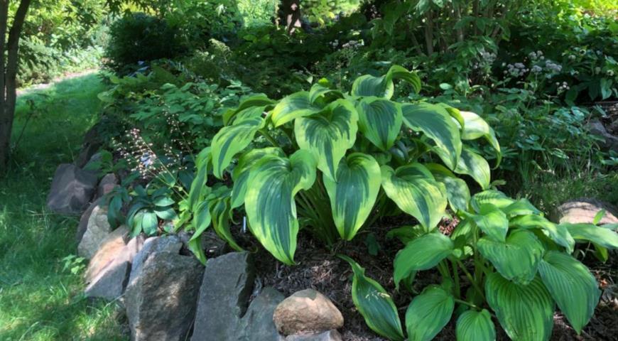 hosta montana