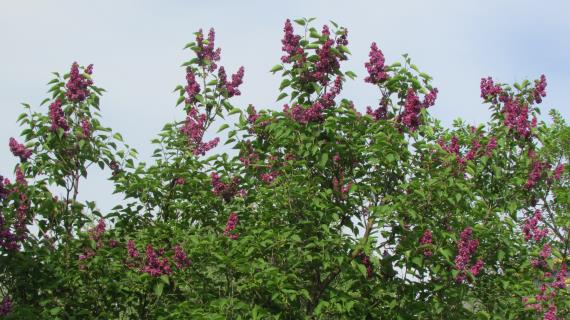 Старинные сорта в наших садах