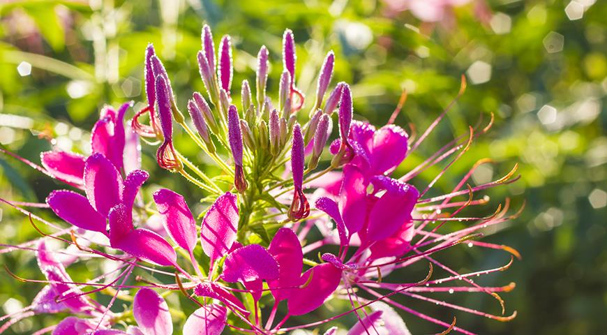 Клеома &#8212; необычное растение паучок для вашего цветника: пора сеять под зиму