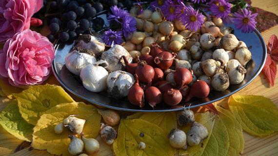Когда сажать луковицы тюльпанов, нарциссов и крокусов по Лунному календарю 2021 года