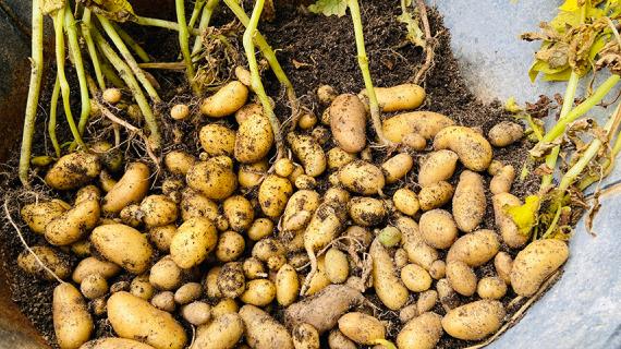 Почему мелкая картошка самая ценная?