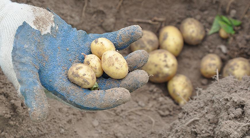 Почему мелкая картошка самая ценная?