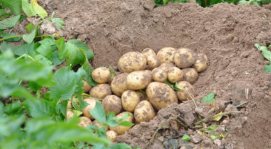 семена картофеля клубнями