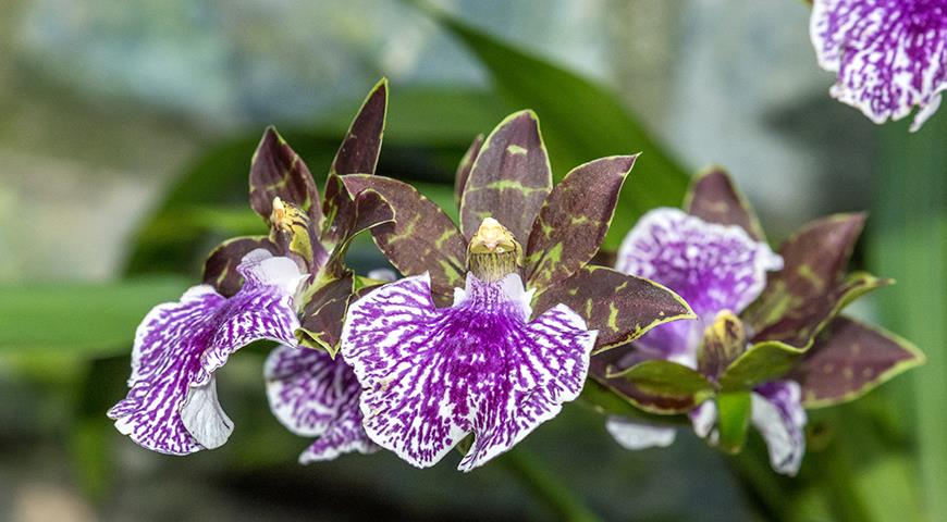 Зигопеталум - фиолетовая орхидея