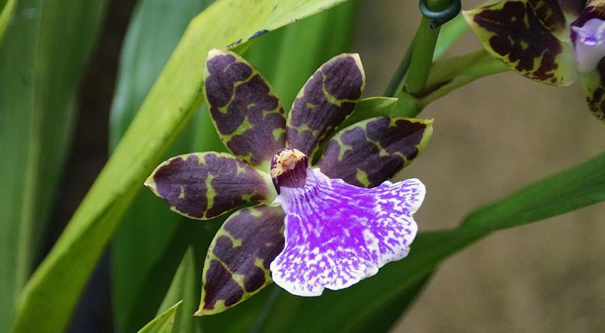 Зигопеталум &#8212; фиолетовая орхидея для комнатного цветоводства: все особенности выращивания