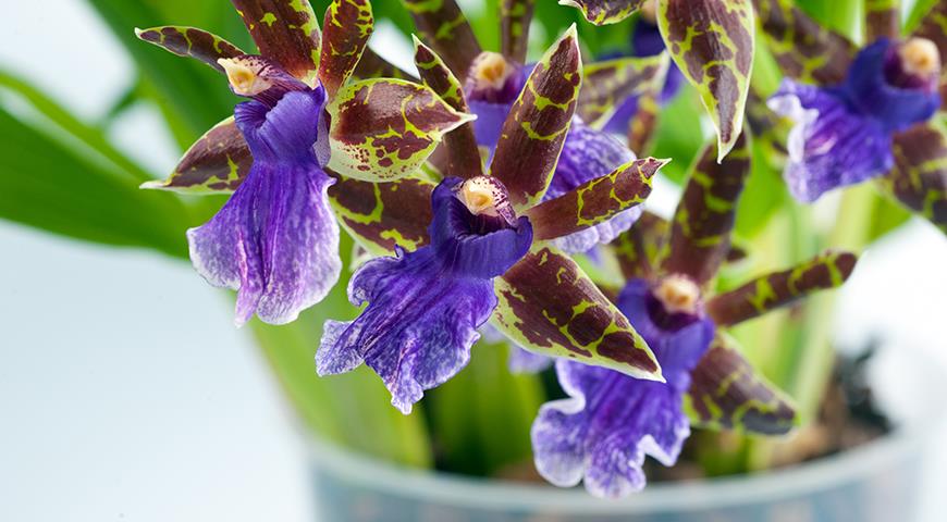 зигопеталум, орхидея