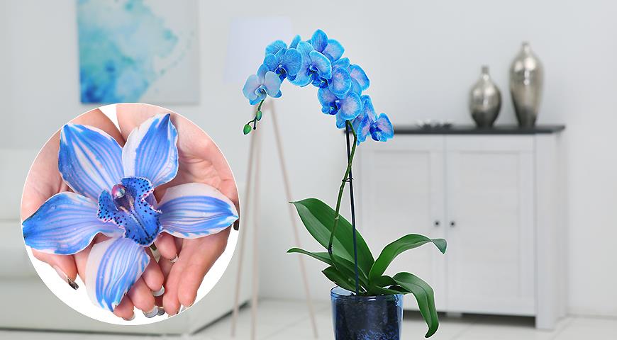 Ярко-синии и неестественно зеленые орхидеи: как окрашивают цветы