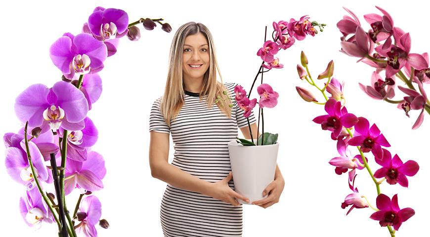 5 самых неприхотливых орхидей для новичков