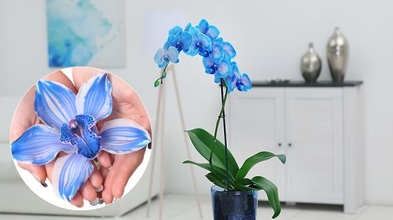 Ярко-синие и неестественно зеленые орхидеи: как окрашивают цветы