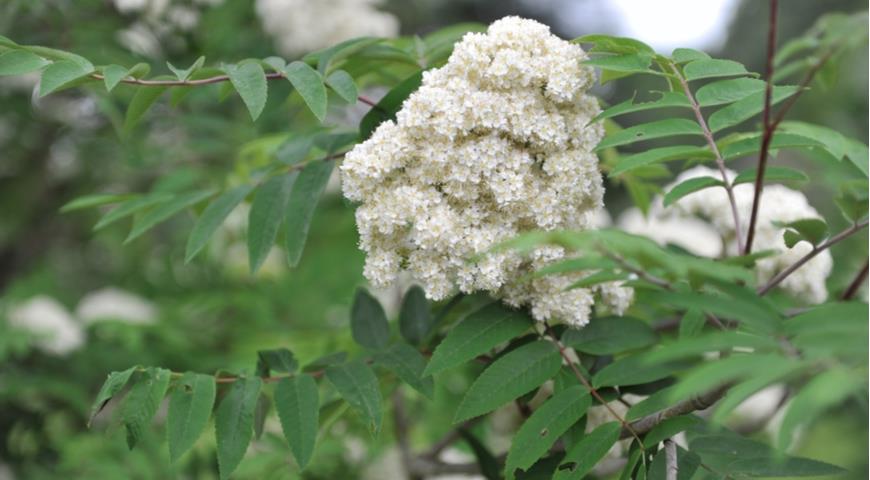 Рябина Кьюэнсис (Sorbus aucuparia x kewensis)