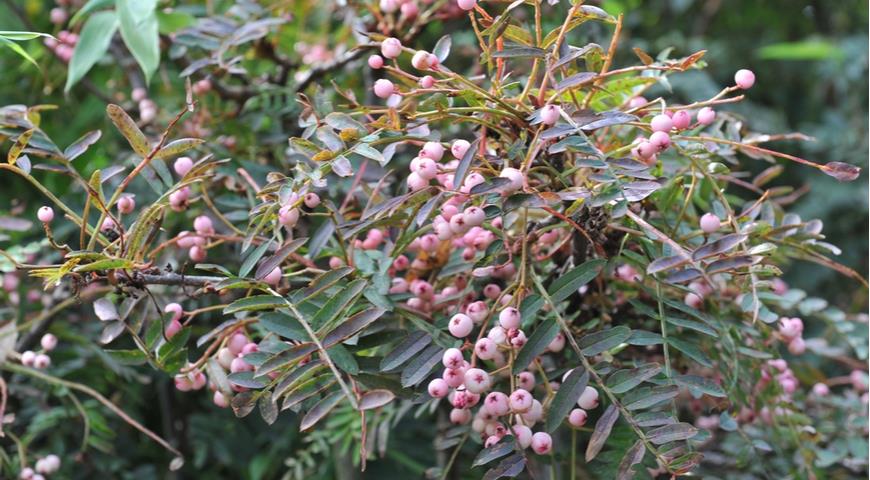 Рябина остроконечная (S. apiculata)