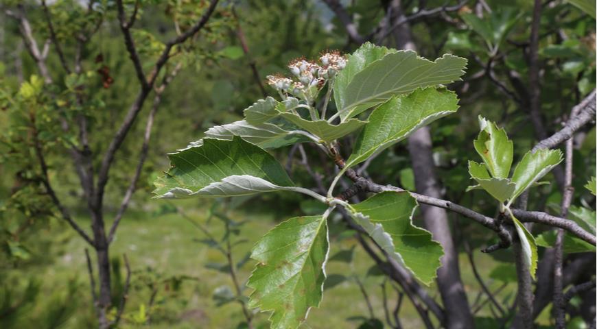 рябина зонтиковидная (S. umbellata)