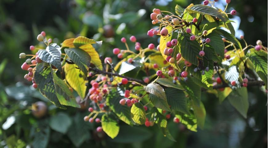 Рябина ольхолистная (S. alnifolia)