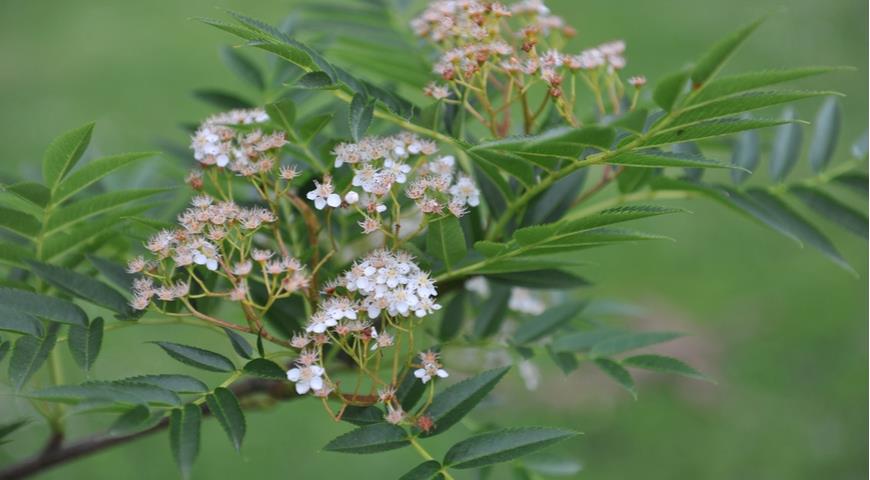 Рябина смешанная (S. commixta)