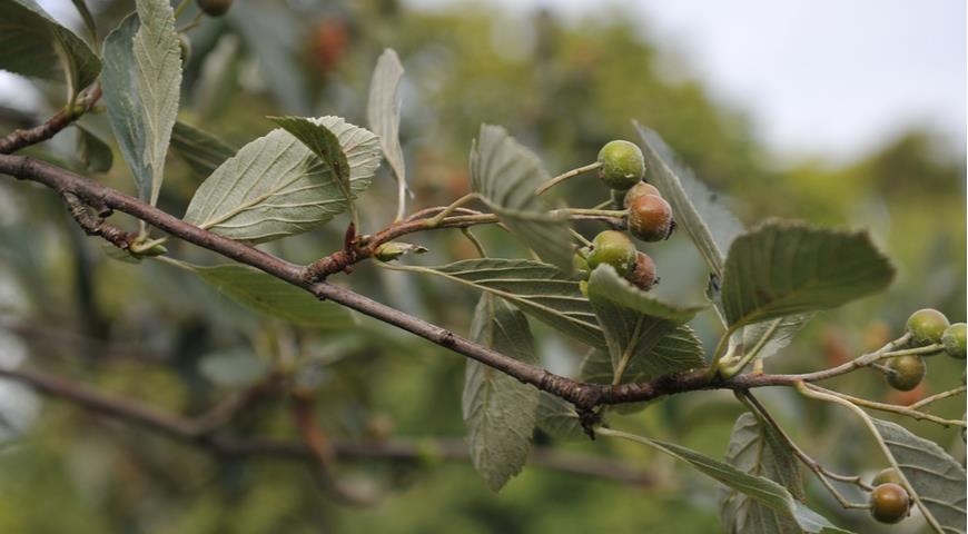 Рябина скальная (S. rupicola)