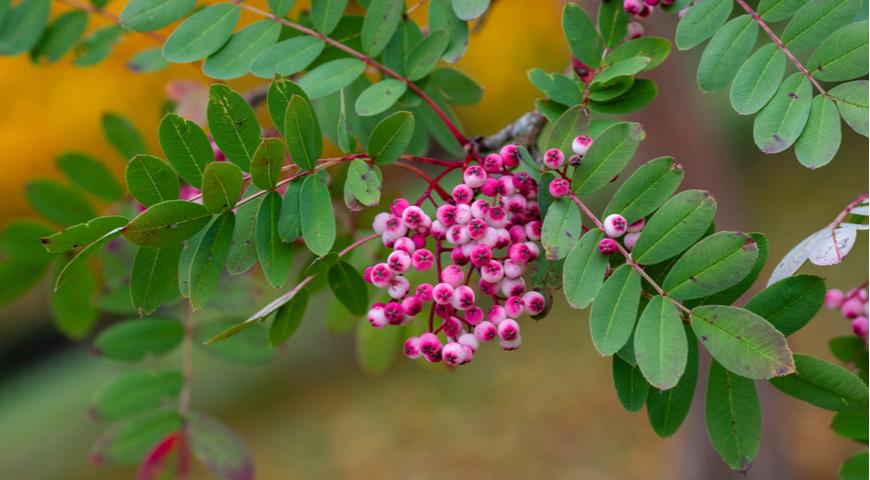 Рябина хубейская (S. hupehensis)